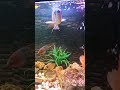 dailyshorts fishaquarium afternoon shortsvideo snake arowana monsterfish my fishtank