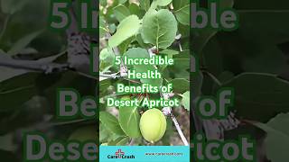 5 Incredible Health Benefits of Desert Apricot | #carecrash