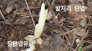 #한국춘란#춘란산행 #장단엽유묘#입변산반 #난초랑