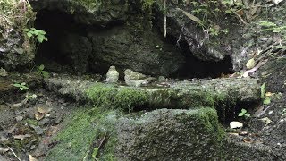 山中湖 大洞の泉のキビタキ（幼鳥）2羽の水浴び　その１（4K動画）