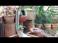 Adenium pruned to get three branches