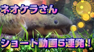 ネオケラさん・ショート動画5連発！