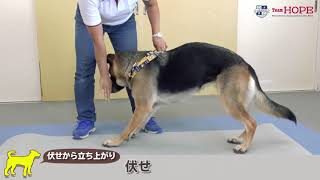 大型犬の筋トレ（Team HOPEふれあいエクササイズ）