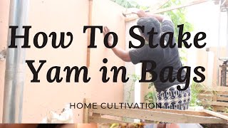 How to Stake Yam Plants I Step by Step