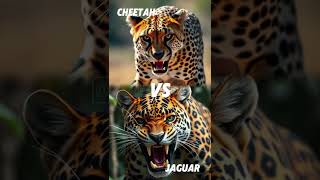 Battle of the Big Cats (Leopard, Black Panther, Jaguar, Cheetah, Clouded Leopard, Cougar)