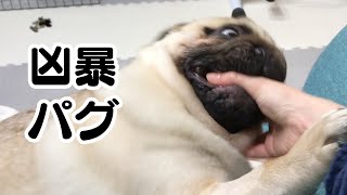 【8ヶ月パグ】凶暴パグ、母の手を粉砕しふわふわワンコを襲う【猛犬注意】