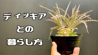 【多肉植物!?】ディッキア《Dyckia》との暮らし方【南国の観葉植物専門店STOCKgarden】