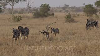 A group of Burchell's Zebra walking