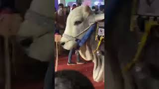 DELFA CATTLE SHOW 2025#cow #trending