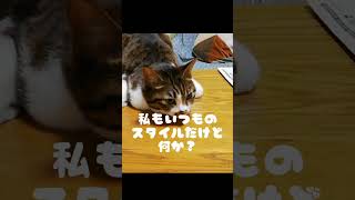 くつろぎ方がオカシイ猫たち。それ…ホントに楽なの？くつろげてる？ww #猫のいる暮らし #cat #保護猫 #くつろぎ #capcut #shorts