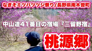 ここは桃源郷！長野県南木曽町の素晴らしいミツバツツジ祭りに行ってみた【旅行VLOG、レビュー】全山が染まるほどの大群落！天白公園〜桃介橋〜JR南木曽駅と中山道41番目の宿場【三留野宿】をウォーキング！