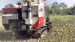 Mung Bean Harvest เก็บเกี่ยวแล้ว ถั่วเขียว ชัยนาท 3