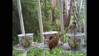 八ヶ岳小鳥観察日記🐦八ヶ岳リードオルガン美術館より自然の贈り物✨🎁✨山梨県北杜市の小鳥達♥️2023年6月25日(日)スズメの兄弟