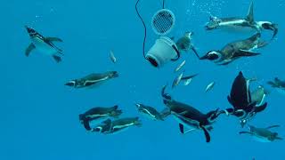 ペンギン水中ごはん冬・上越市水族館うみがたり（2019.1.24）