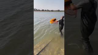 Amazing Net Fishing – Watch the Perfect Catch! #fishing #netfishing