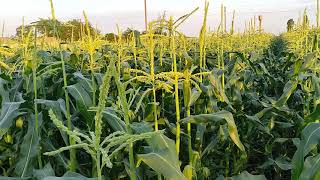 Бізнес на солодкій кукурудзі 🌽.