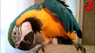 Mozart The Talking parrot - \