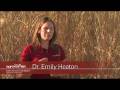 Miscanthus: Ethanol Yield