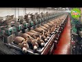 Donkey Farming: The World's Largest Donkey Farm. Amazing Modern Donkey Farming and Donkey Products