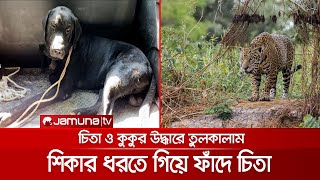 কুয়ায় পড়ে যাওয়া চিতা ও কুকুর উদ্ধারে হুলুস্থূল কাণ্ড মেক্সিকোতে | Mexico Jaguar