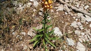 Δακτυλίτιδα ελληνική (Digitalis laevigata subsp. graeca) σε ξέφωτο του ελατοδάσους του Μαινάλου