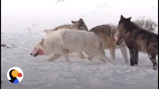 Pregnant White Wolf Killed In Yellowstone National Park | The Dodo