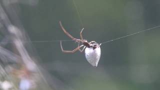 クモの捕えた獲物に寄り付くシロカネイソウロウグモ Argyrodes bonadea