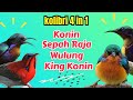 SUARA KONIN, SEPAH RAJA, KOWUL, KING KONIN UNTUK MIKAT SEMUA KOLIBRI #kolibri #konin #kowul