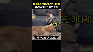 침대에서 못내려오는 아이를 본 리트리버가 보인 반응