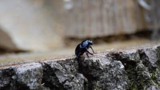 Waldmistkäfer (Anoplotrupes stercorosus)