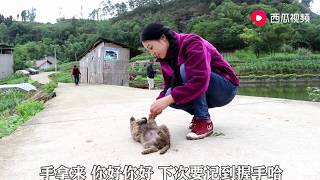 【舒家幺妹儿】解决彩钢瓦屋顶下雨天的噼啪响，幺妹儿有妙招，材料农村随处可见   西瓜视频