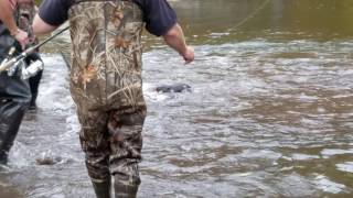 Angry Beaver Attacks Salmon Fisherman