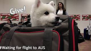 Dog Flying On Airplane For The First Time! | Dubu Moving Vlog