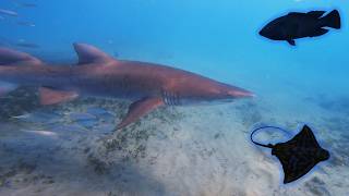 Grey Nurse Sharks and More! - Terrigal Haven - Wildlife with Jack Woods