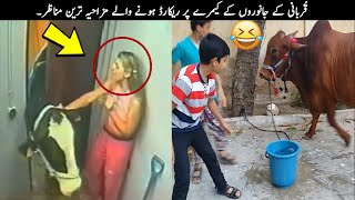 Mxtube.net :: Bull qurbani videos Mp4 3GP Video & Mp3 Download ...