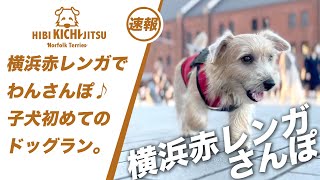 横浜赤レンガでわんさんぽ♪ 子犬キチ初めてのドッグラン【ノーフォークテリア   puppy 犬 dog  dogrun】