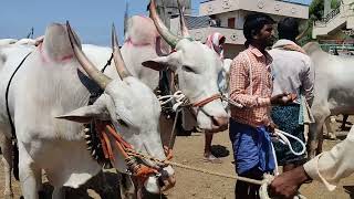 Active Killari Bulls Strongest In Yemmiganur Cattle Market  ||29/5/2022