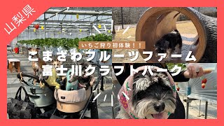 【山梨県】愛犬とお出かけ/いちご狩りで大はしゃぎ/無料ドッグランまで行ったょ！！