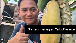 panen pepaya California di rumah