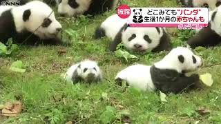 総勢３６頭！パンダの赤ちゃんお披露目｜動画ニュース News24h