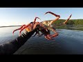 Нашествие крабов the invasion of the crabs