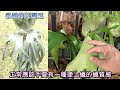 【鹿角蕨系列】品種分享 dw交種鹿角蕨 platycerium diver x willinckii