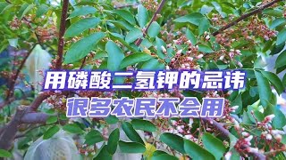 磷酸二氫鉀不要亂用了，“4種”忌諱要避免，用錯了黃葉又爛根