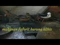 Makanan kesukaan burung belibis