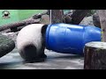 20250111 圓寶一秒鑽藍桶，出桶時展現性感翹臀跟長腿 the giant panda yuan bao