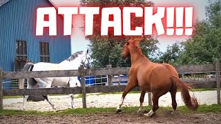 Attack! Stay away from my mares and foals! Friesian Horses