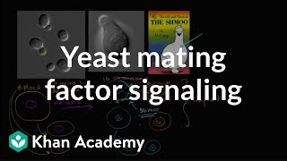 Cell signaling in yeast reproduction