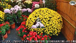 201111沼津御用邸記念公園開園５０周年「菊華展」