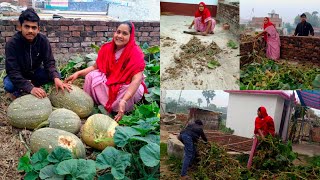 देख कर आप सभी का दिल खुश हो जाएगा😜 कद्दू की कटाई हो गई🎃 Pumpkin Harvesting at Rooftop 😻