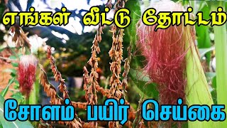 எங்கள் வீட்டு தோட்டம் |சோளம் பயிர் செய்கை